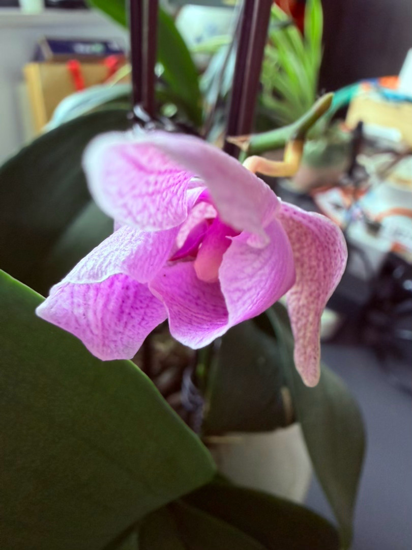 生活手记记录真实生活摄影摄影摄影 这株蝴蝶兰静静舒展粉紫花瓣肌理织着淡淡的斑纹柔