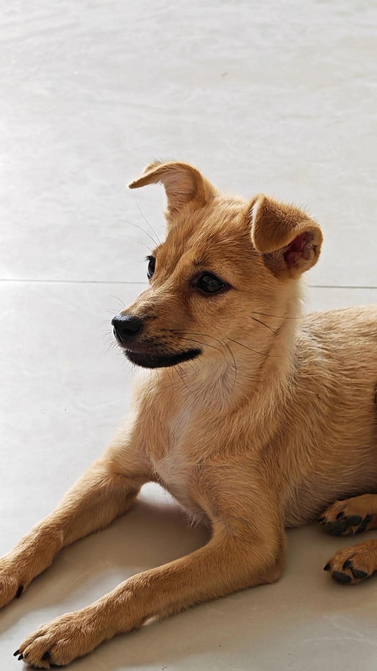 大黄，一天天长大……