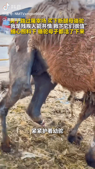 内蒙古鄂尔多斯，一头断了腿的母骆驼被判定无养殖价值，即将被宰杀，尽管彻底失去站立