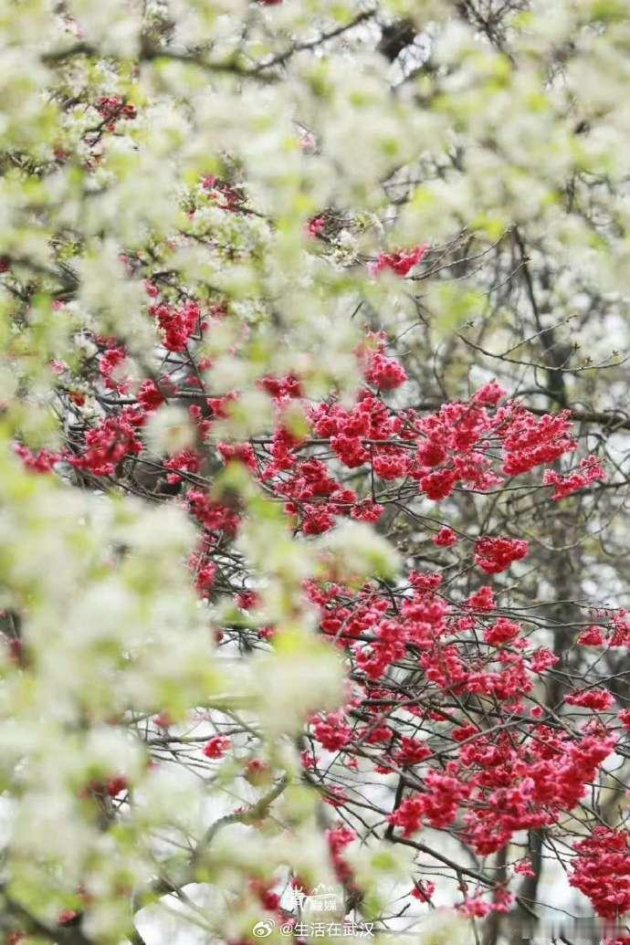 武汉青山公园梨花盛开 【地铁直达，青山网红梨花爆火！】春日到，百花开[送花花]全