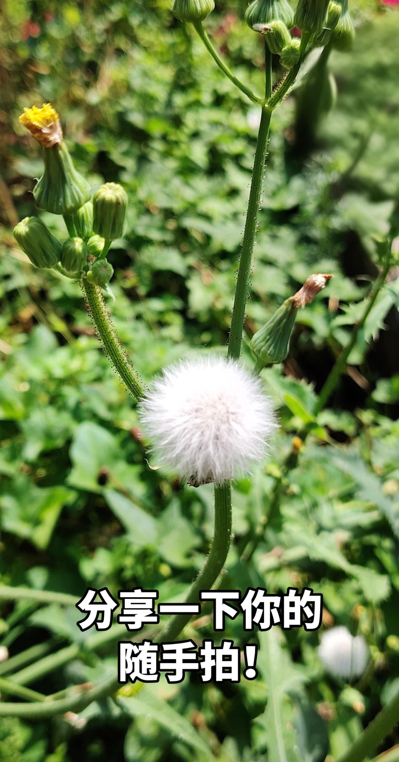 分享一张你拍的花 镜头下的自然生机 自然观察爱好者