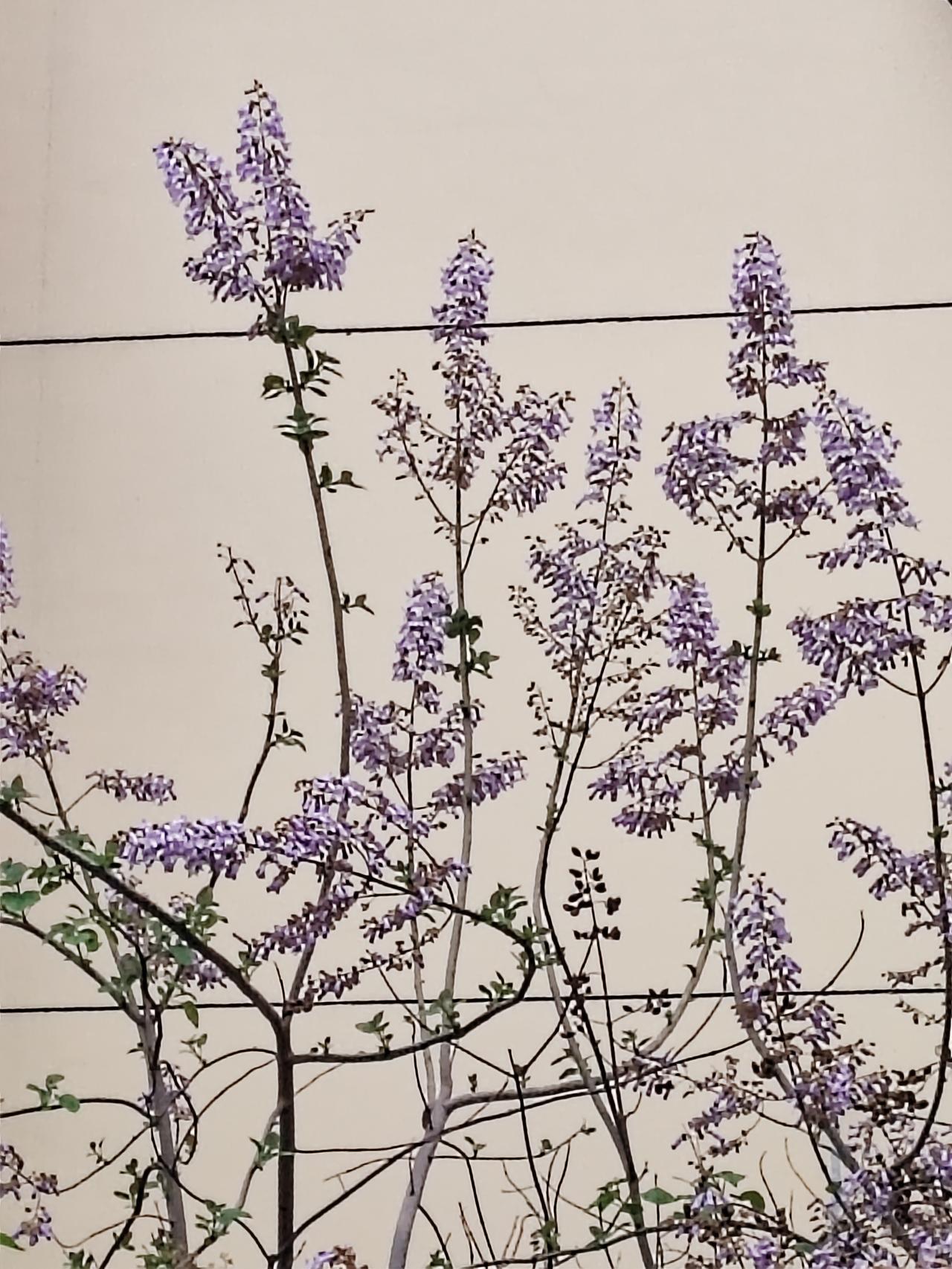 春日生活打卡季 清明一候，梧桐花开。梧桐花繁密而娇美，有淡紫色的，也有白色的。花