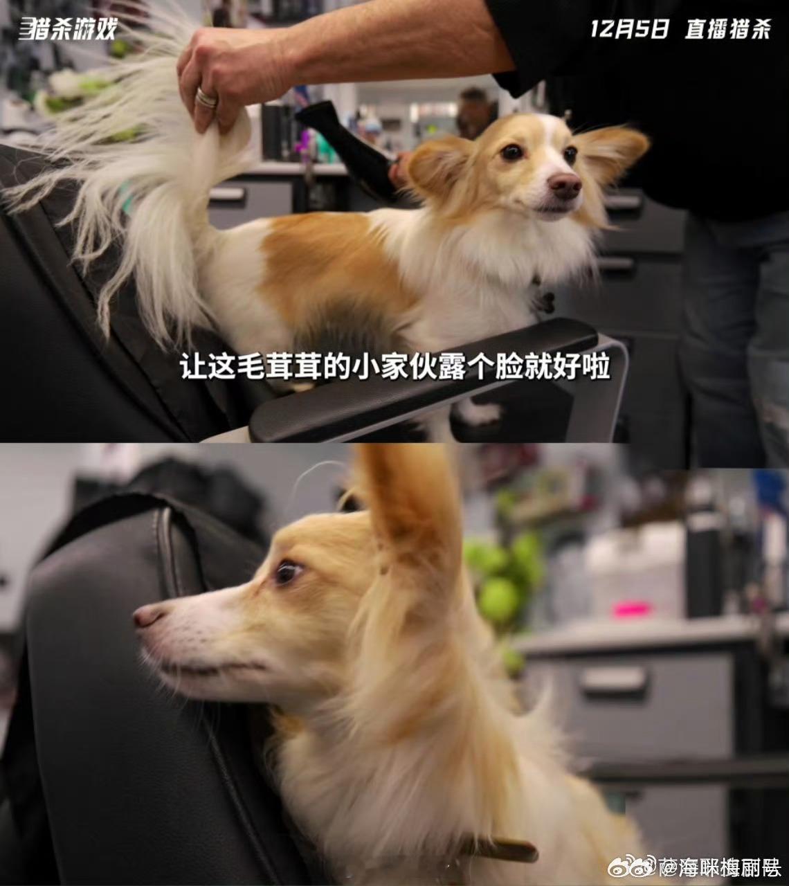 格伦·鲍威尔用陪伴诠释反差萌！《猎杀游戏》片场与爱犬形影不离，戏里硝烟中护女，戏