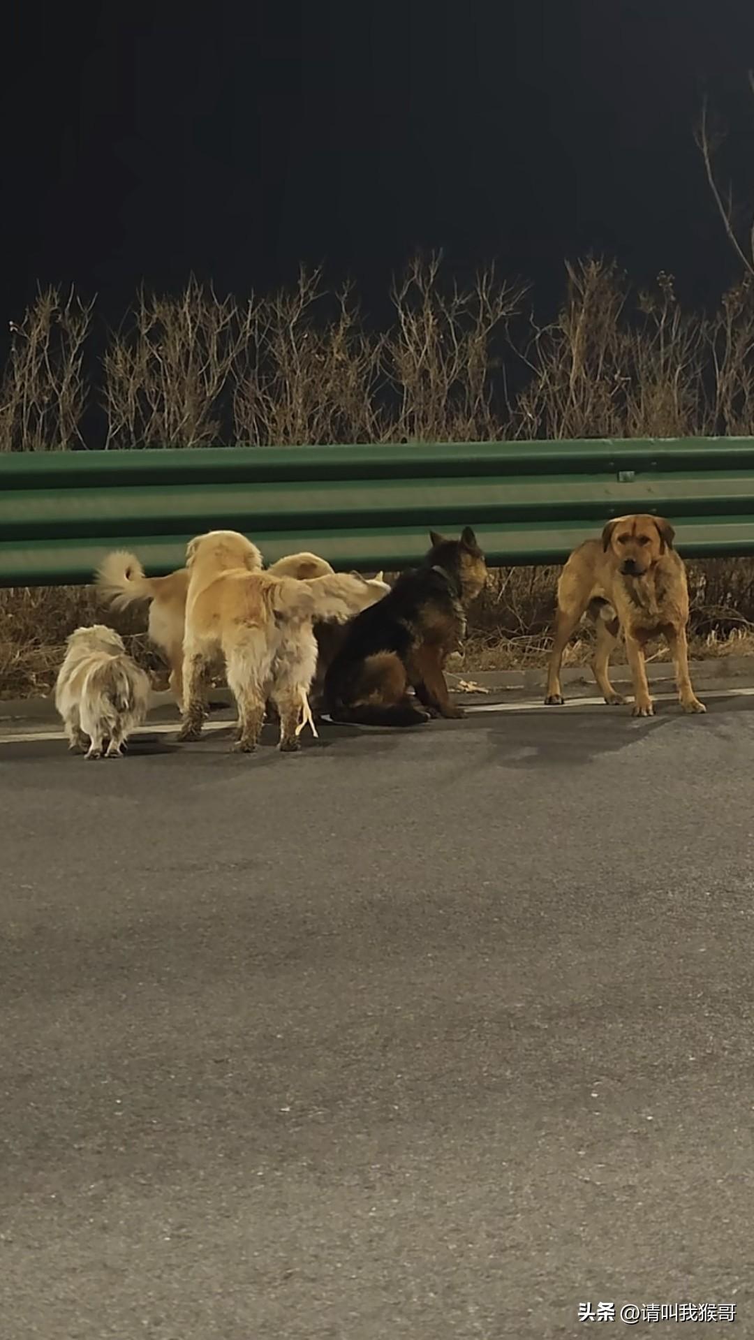 为什么七只狗狗的集体“大逃亡”的事能火遍全网？一是因为大家对偷狗贼的厌恶，二是庆