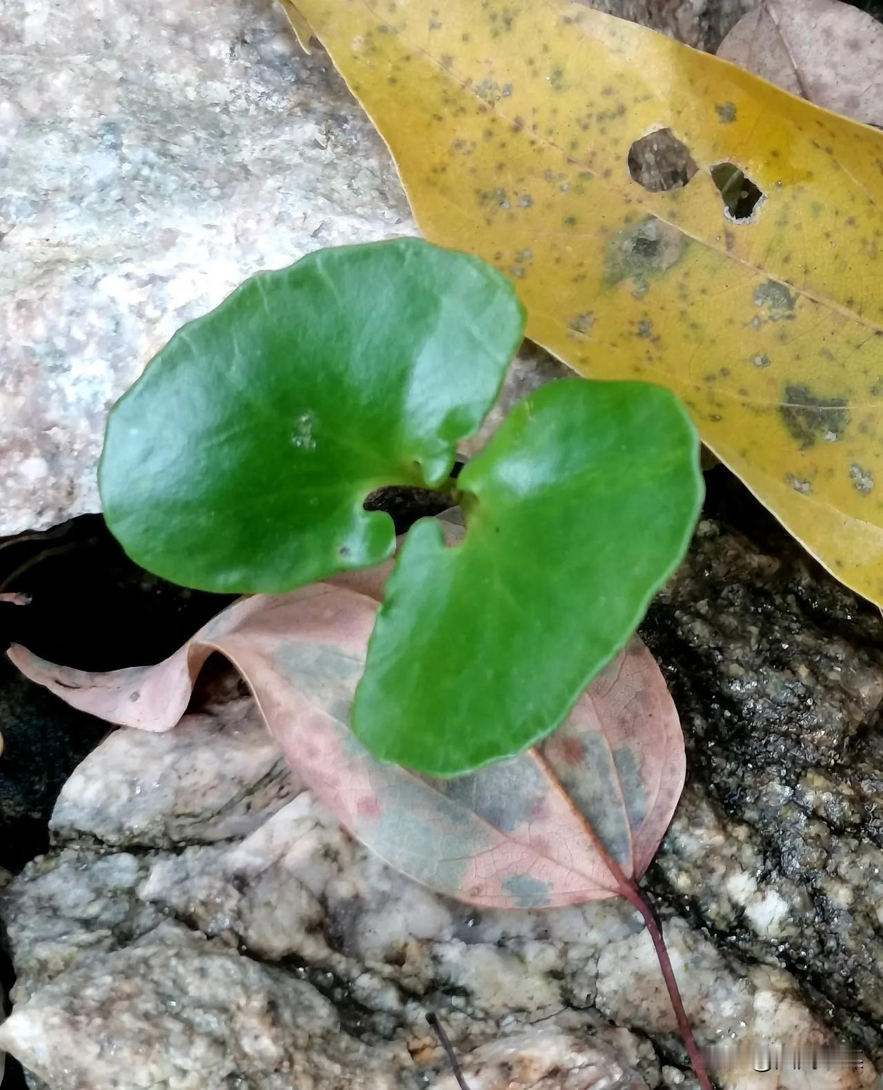 昨日，在秦岭南麓偶然发现了一颗外形奇特的幼苗，其叶片形状犹如蝴蝶的翅膀，十分惹人