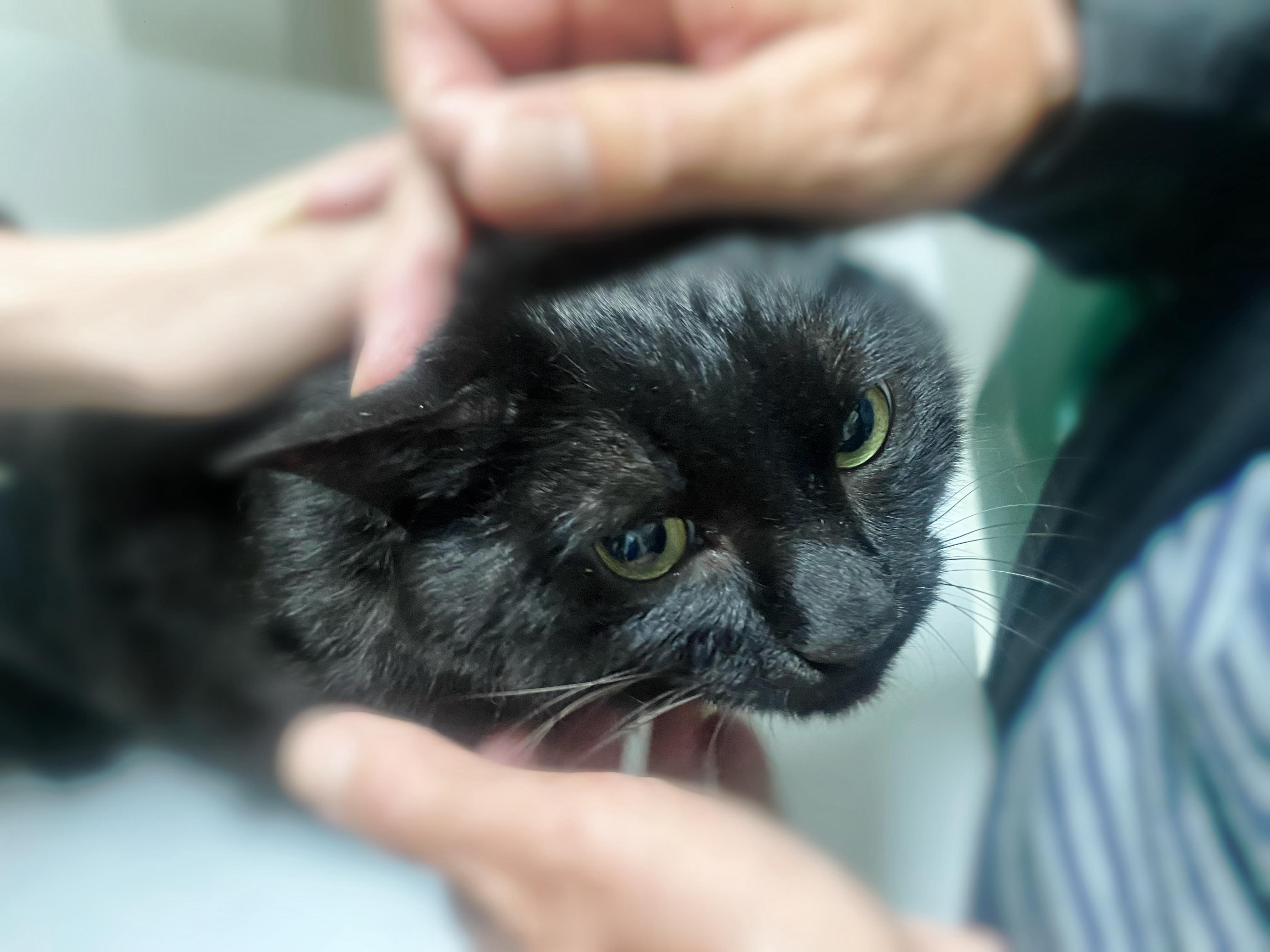 好久没发微博了刚才带猪宝去医院了，乳腺囊肿明天早上做手术祈祷猪宝手术顺利！好好活