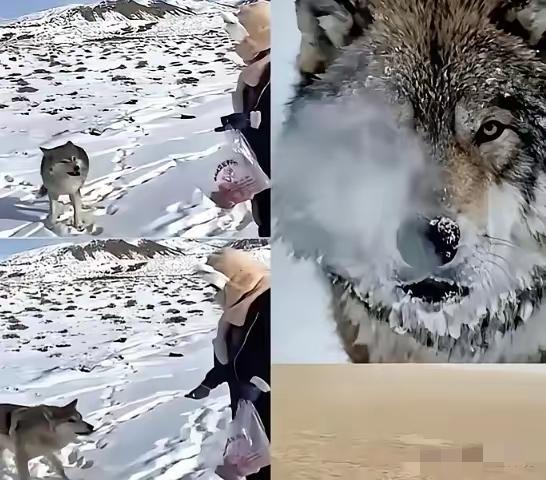 新疆奇台有个牧民，当年放生一只小狼时随口唠叨了一句：“以后老了混不下去就回来，我