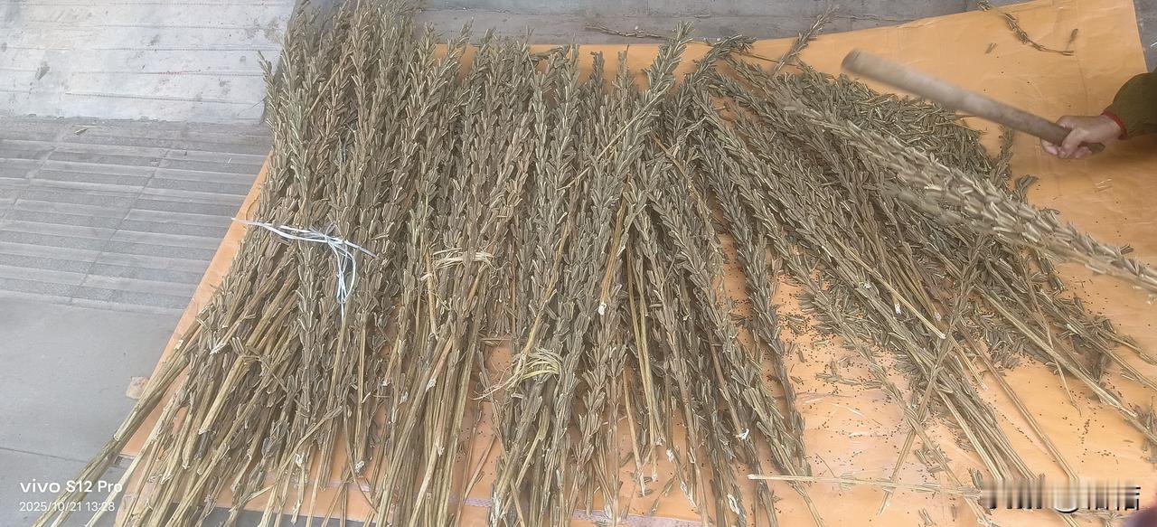 只有在农村生活过的朋友才知道这个东西吧！反正我是第一以见[呲牙][呲牙][呲牙]