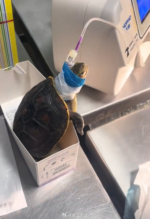 小动物生的病能有多离谱 ​​​