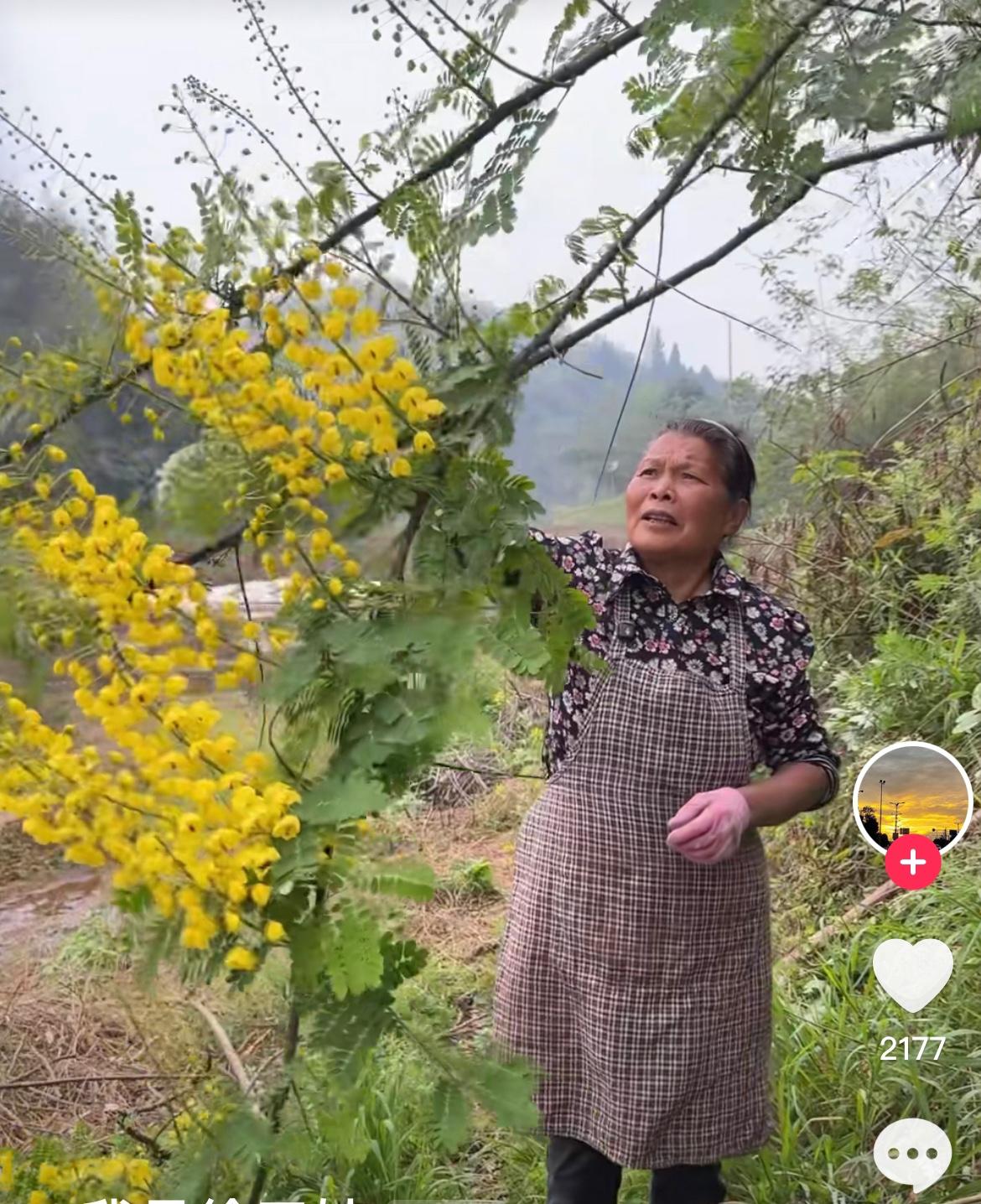 这个名字好惊人，没想到花还很漂亮！

有人委托徐三位丈母娘挖“阎王刺”，丈母娘在