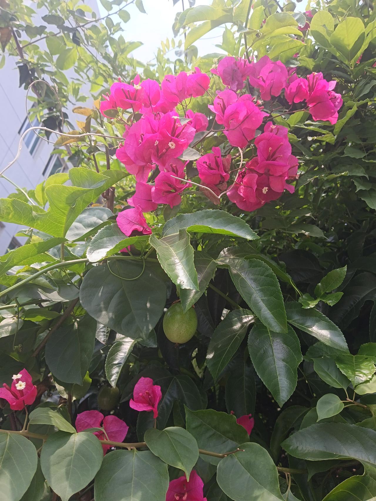 粉嫩的花朵与绿叶相映成趣，生机勃勃的花园美景[微风]