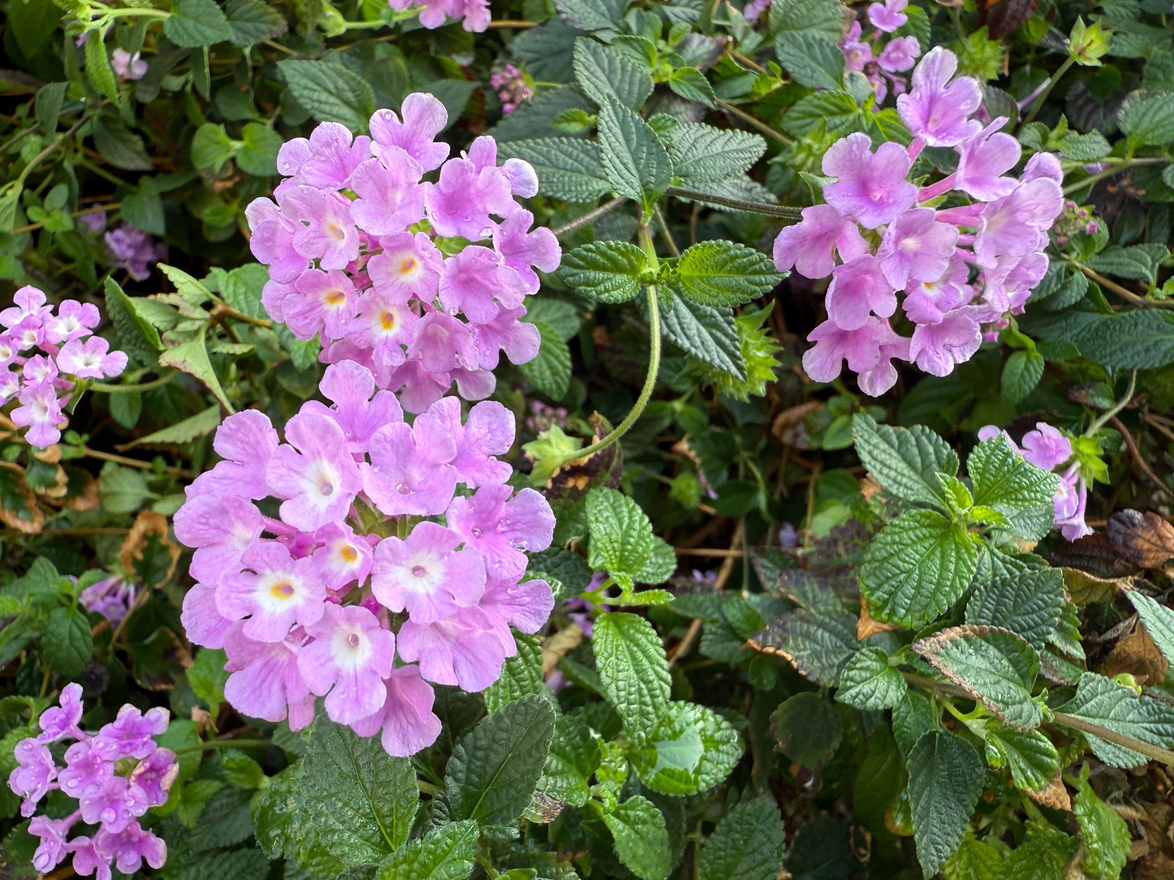 路边的小花好漂亮[送花花] 