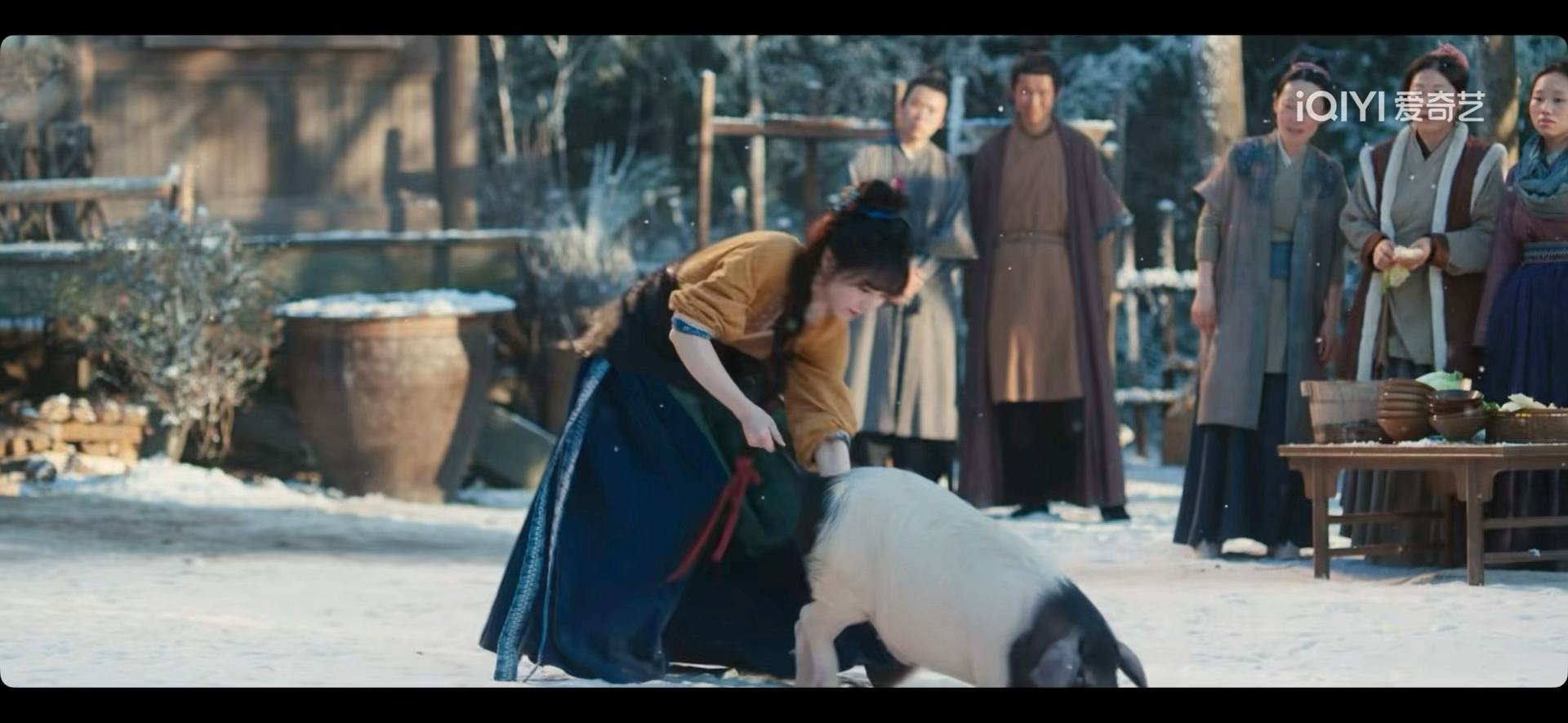 扛猪少女田曦薇来了 