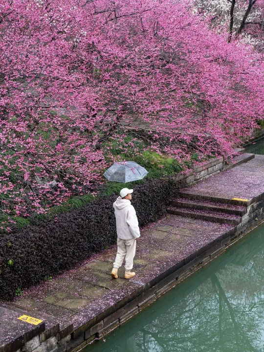 3月份的杭州是万万次的春和景明