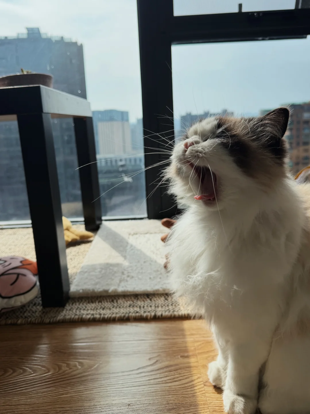 morning～guys ☀️