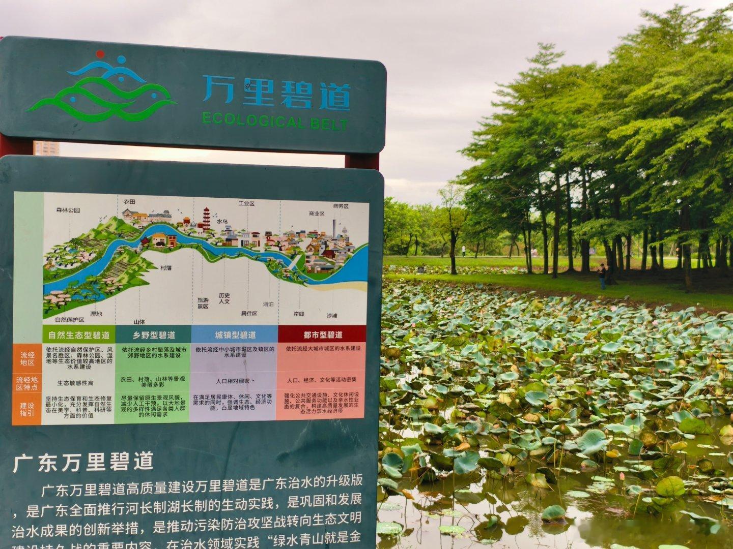 生态中山 台风雨间隙，充满负离子的和穗湿地公园✔ 