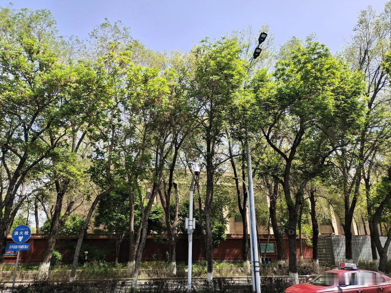 北京路的榆树长得太好了，某红军师(曾经的东疆军区)看不到了，尤其是某红军师的那座