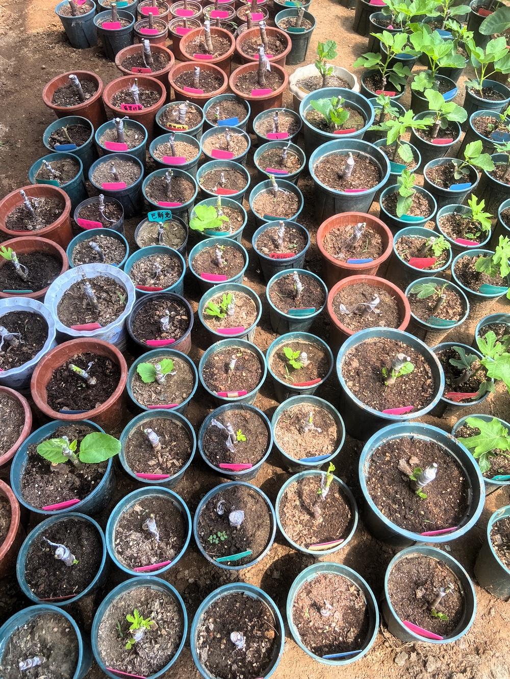 我这无花果小苗看着数量不少，实际上一个品种也就一两颗，最多三颗。我种的品种有六七