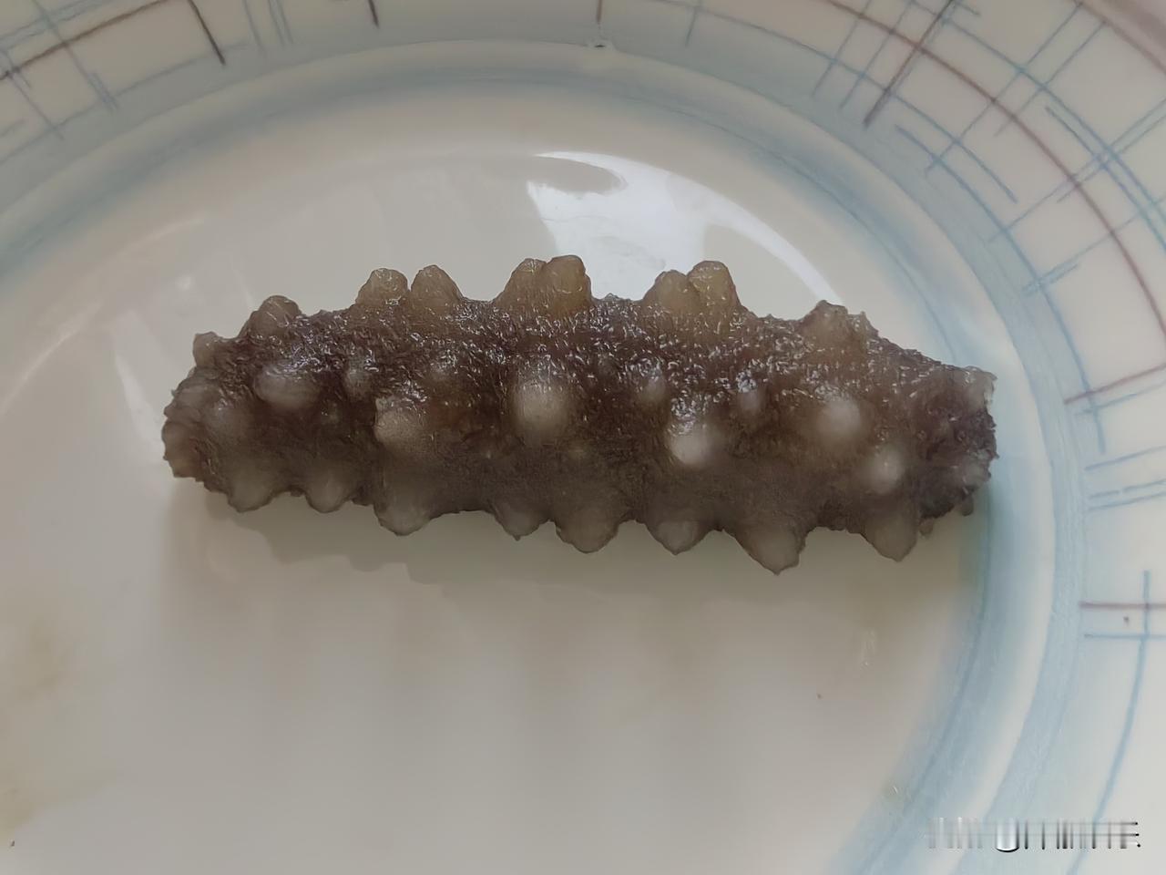 这个海参不像个好人呀。
哈哈，海参当然不是人。