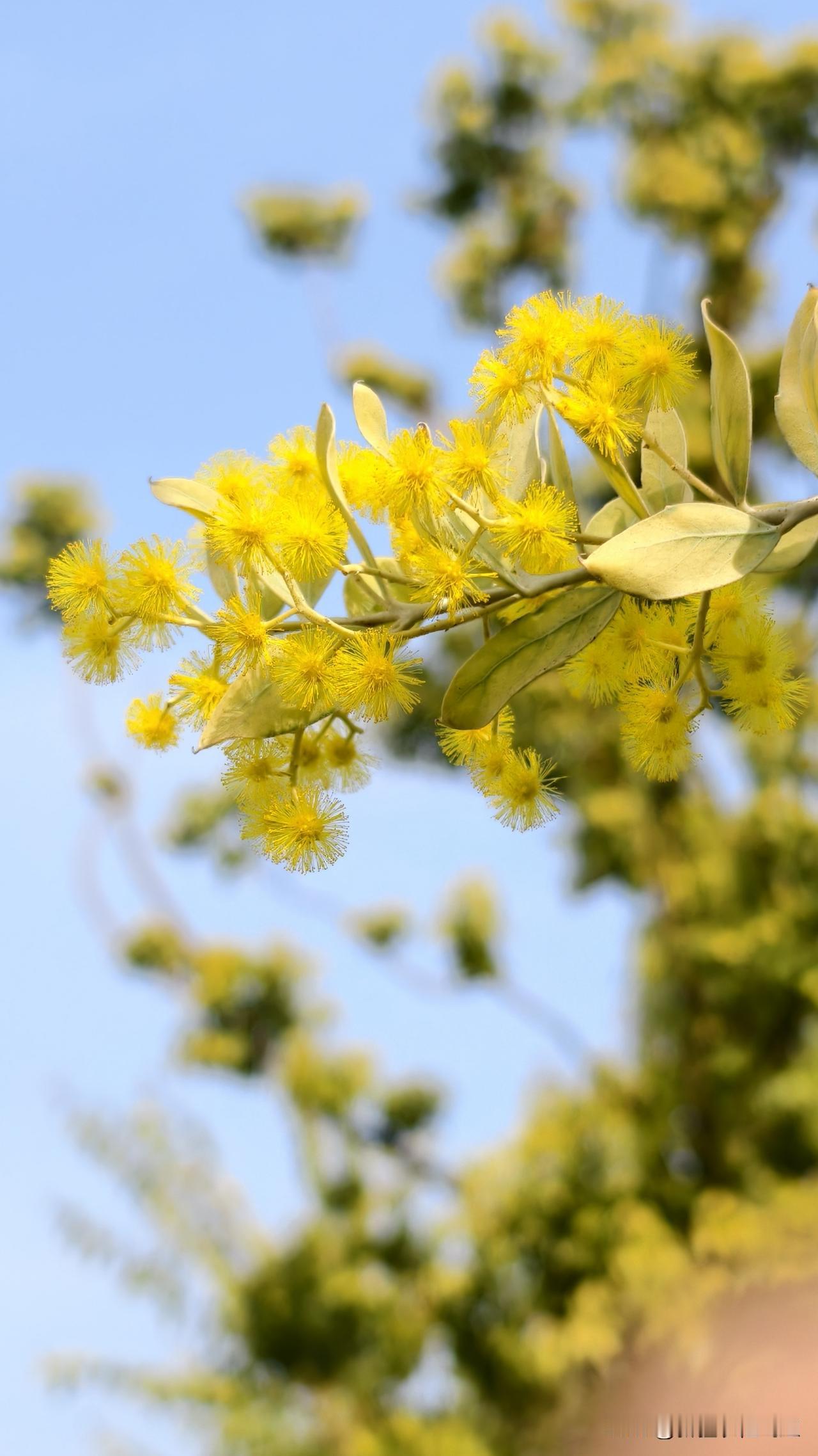 路边的花都开了，我花了半个小时时间，终于成功拍摄一张蝴蝶

带小孩来新开的方特玩