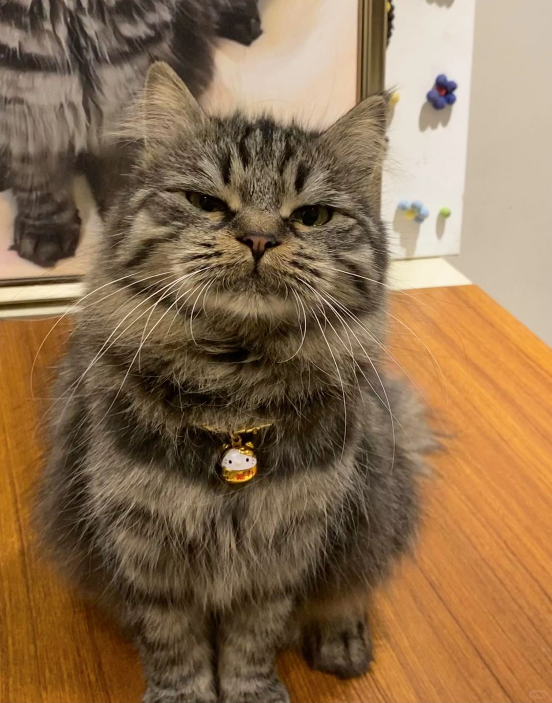 听说猫咪眯眯眼是代表喜欢你