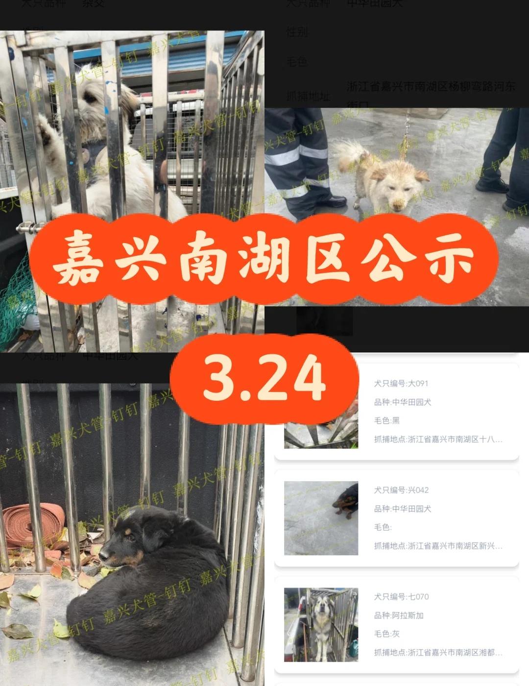 浙江浙里办嘉兴南湖区2026.3.24日犬只公示
嘉兴南湖区寻狗
嘉兴南湖区新增