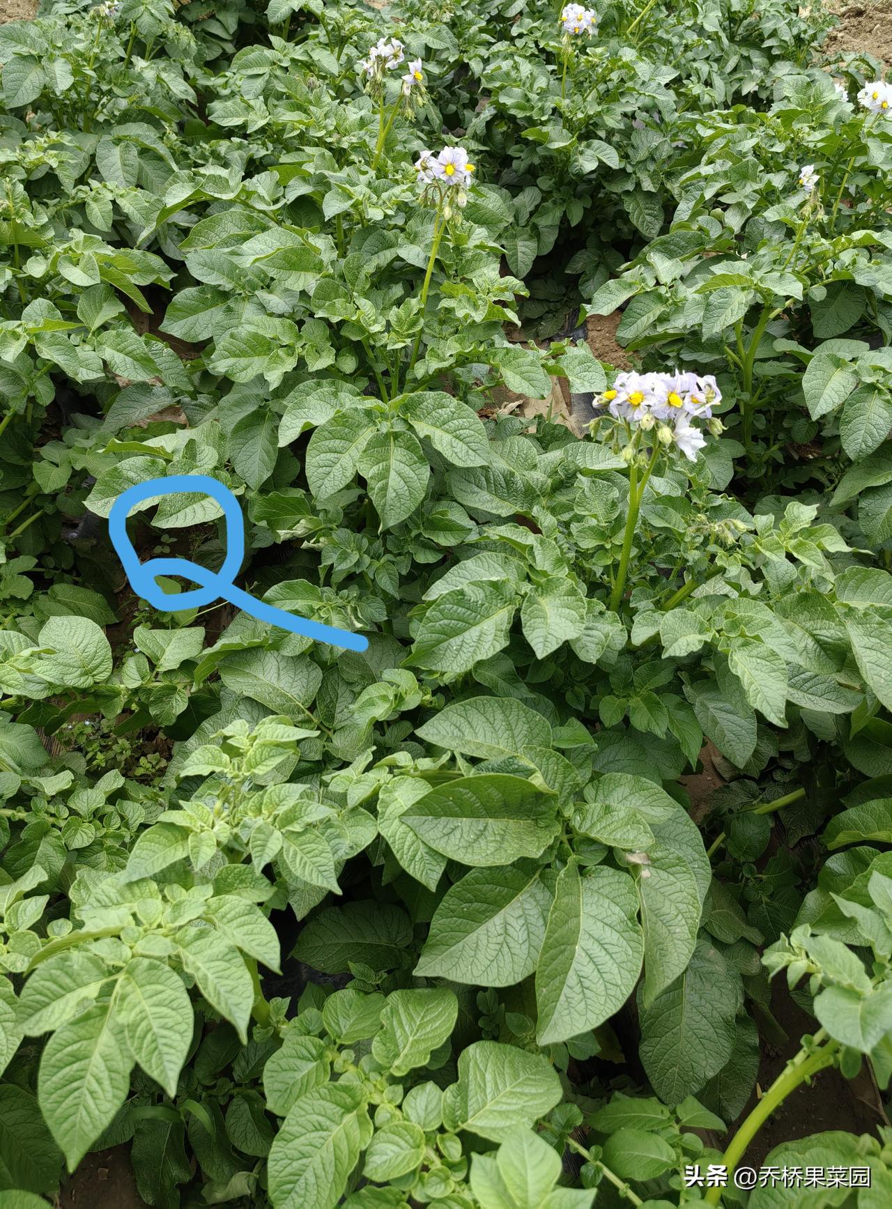 土豆最怕发芽,该如何预防和处理?
小满节气说预防土豆发芽，就3条——

1、培土