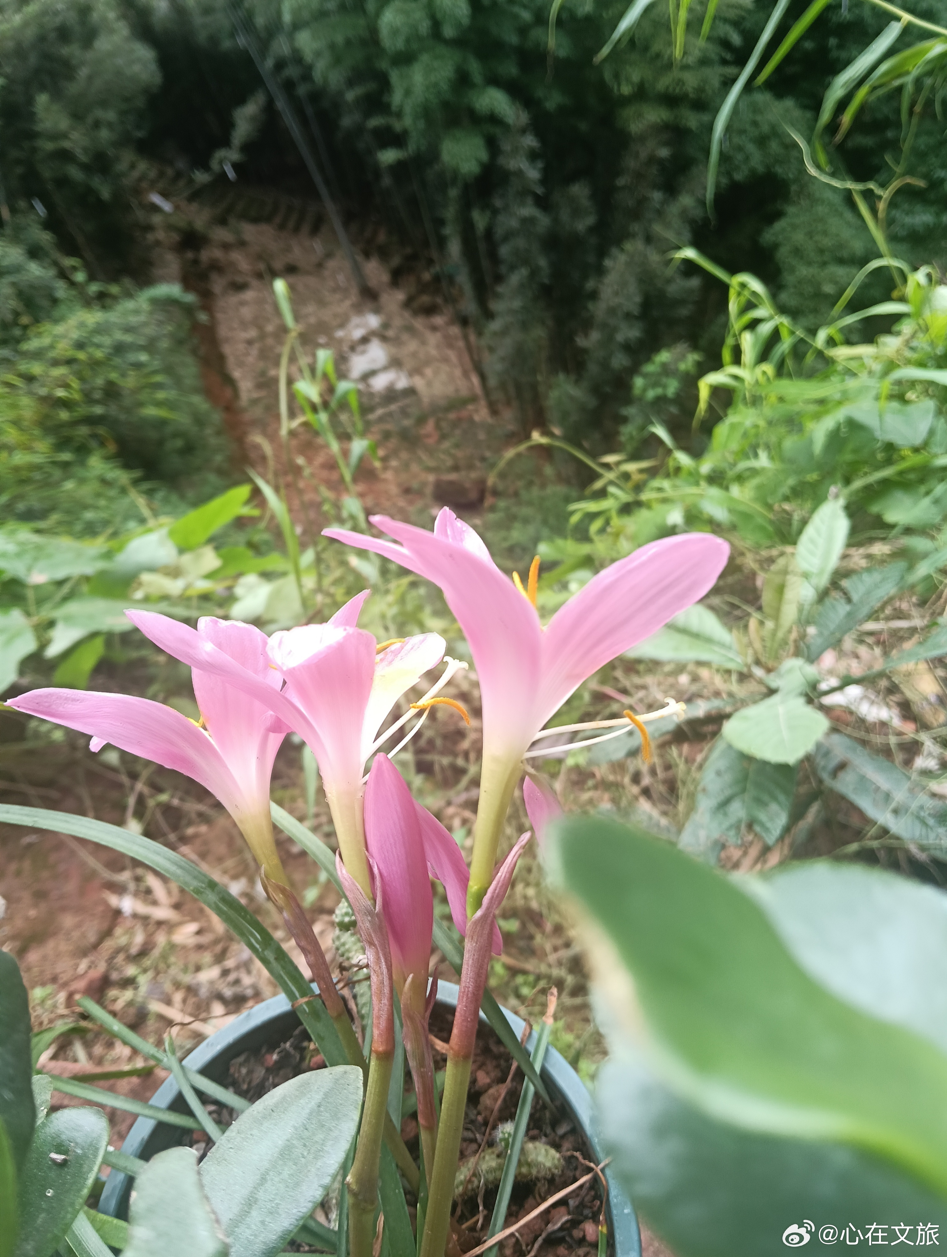 泸州情感语录 得失随缘，心无增减。 泸州