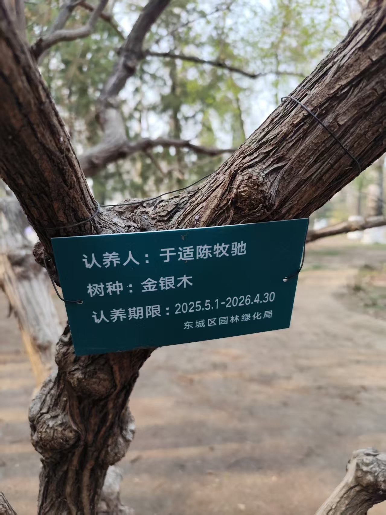 天呃地坛公园～～居然有🥚在去年认养了🌲 