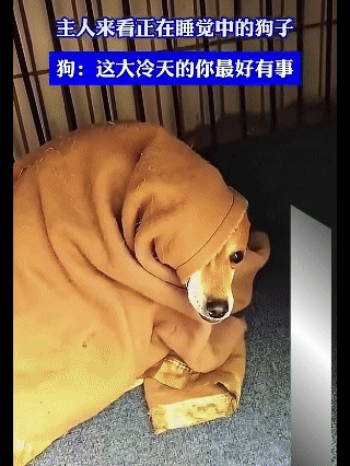 下雪了，主人去看自家的狗子，
拉开狗窝一看，这一幕差点把人笑死！
狗子：这大冷天
