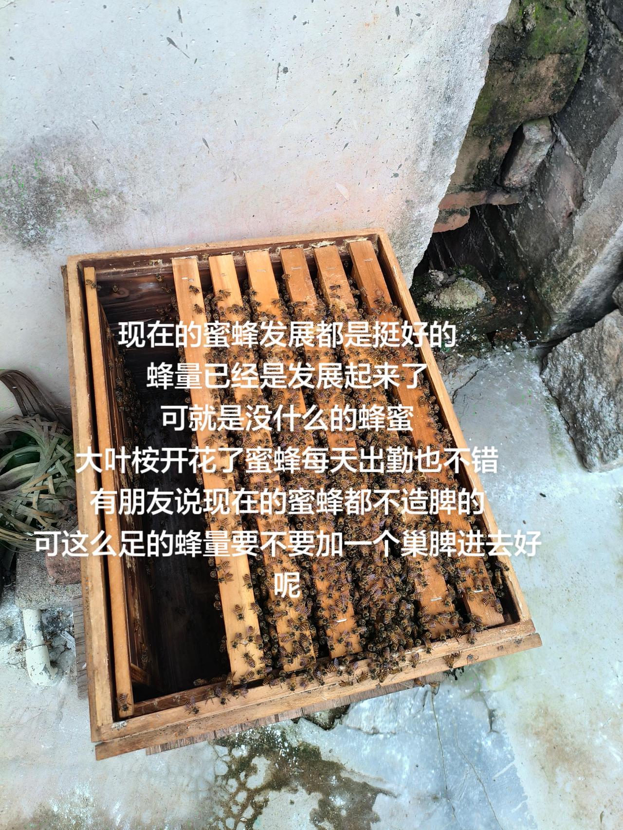 现在的蜜蜂发展都是挺好的
蜂量已经是发展起来了
可就是没什么的蜂蜜
大叶桉开花了