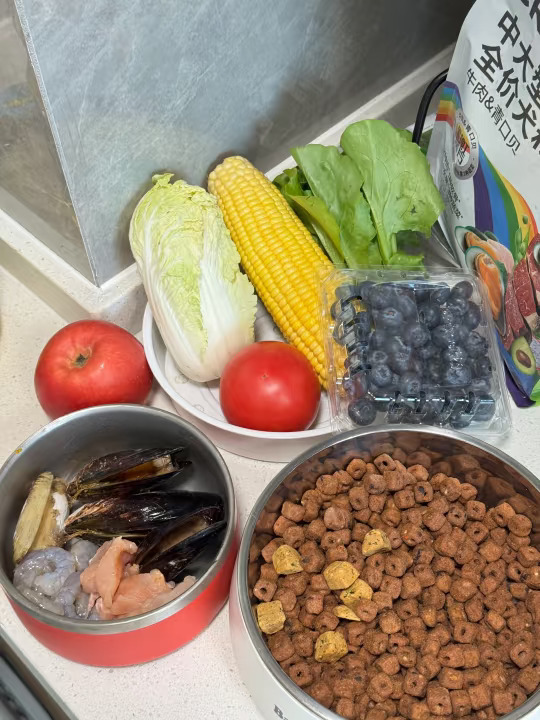 养柴犬两年半不关节病！关键就是饮食管理