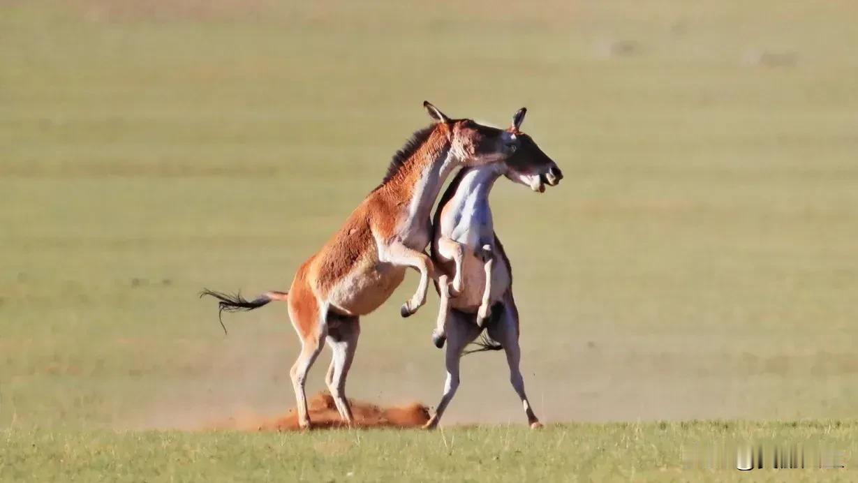 ＃西藏＃ 平均海拔4000米以上，这里的每一寸土地都在诉说着高原生态的奇迹。