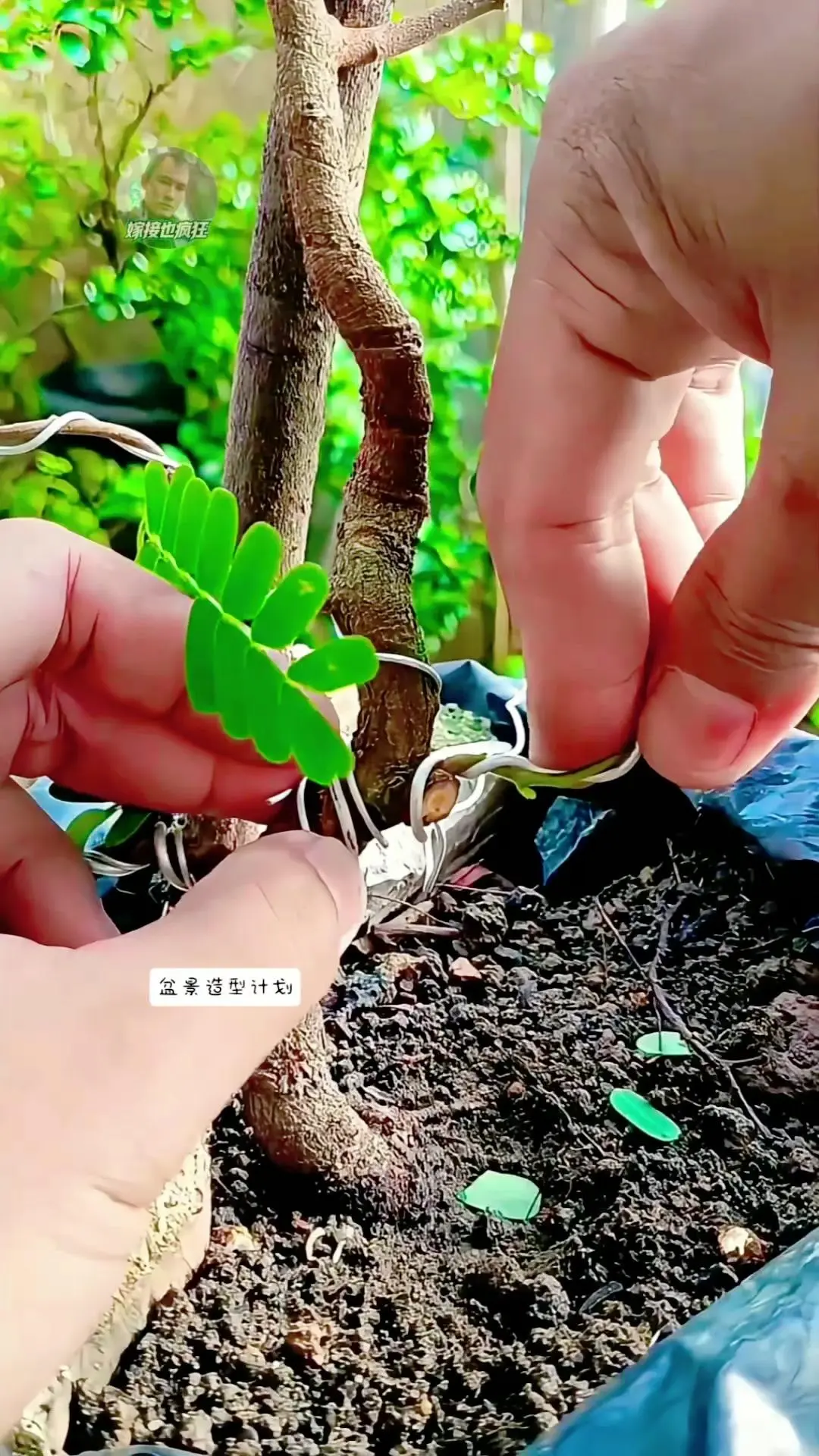 普通罗望子树变身精致盆景。🌿普通罗望子树，养两年竟成了家里的“颜值担...