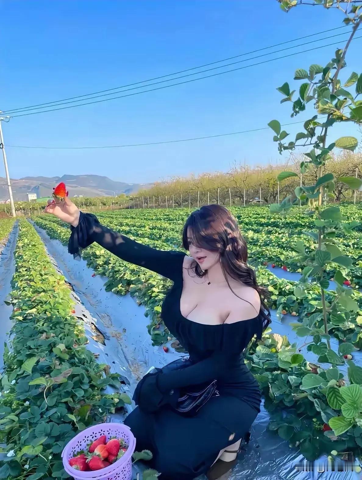 摘草莓🍓的小女孩。