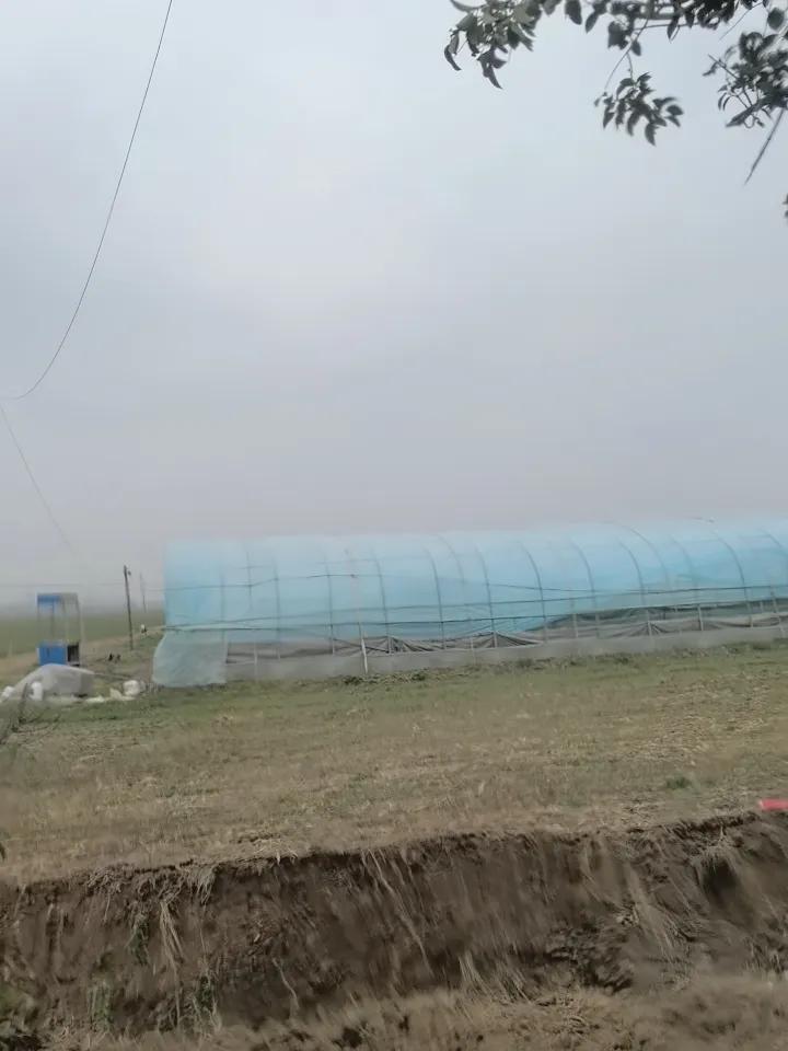 看看农村的大棚