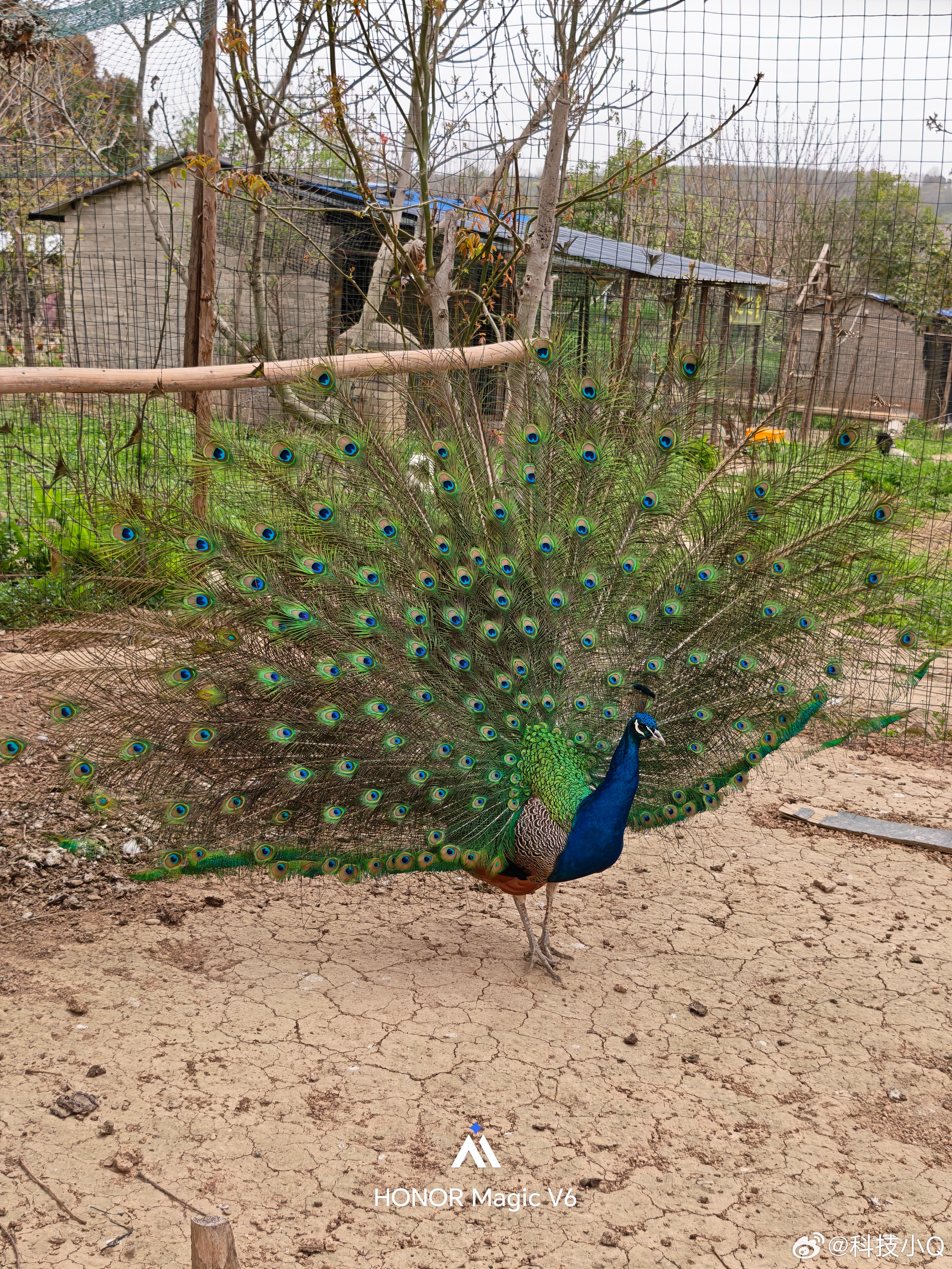 孔雀开屏 原来不用惊吓人家自己也会开屏而且比动物园那种人为干预开的时间更久第一次