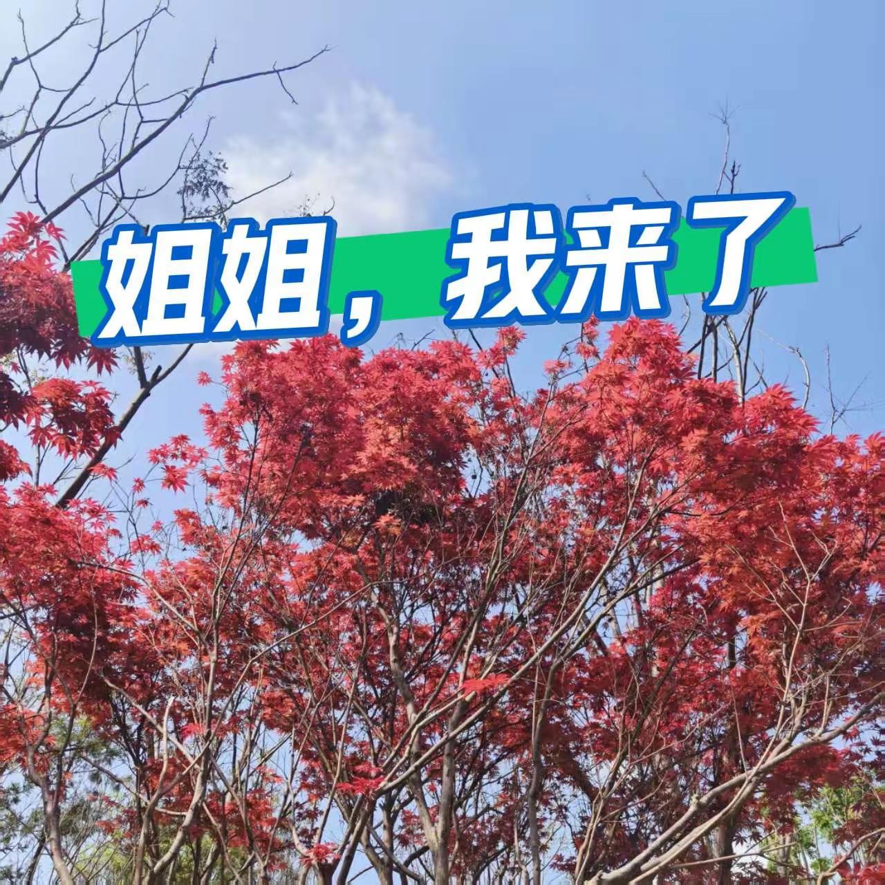 姐姐，我来了。野果子有认识的吗 邀你来赏花 用镜头捕捉春天 拍照圣地