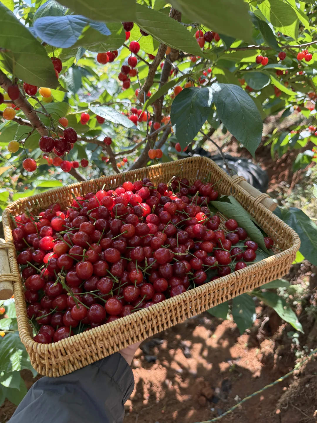 蜜甜爆汁的纯甜小🍒吃出小时候的樱桃味。