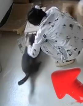 近日，在上海发生了一起宠物猫攻击主人事件。一位女子在喂养自己3个多月大的蓝猫时，