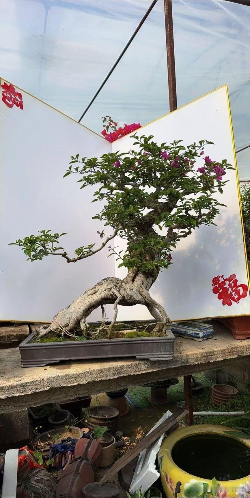 精品老桩三角梅盆景三角梅过桥 三角梅过桥桩 三角梅