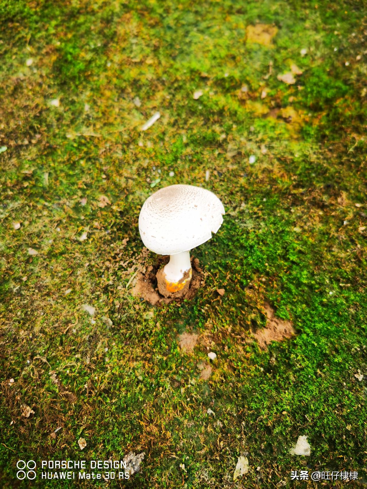 晒图笔记大赛一朵小蘑菇🍄～