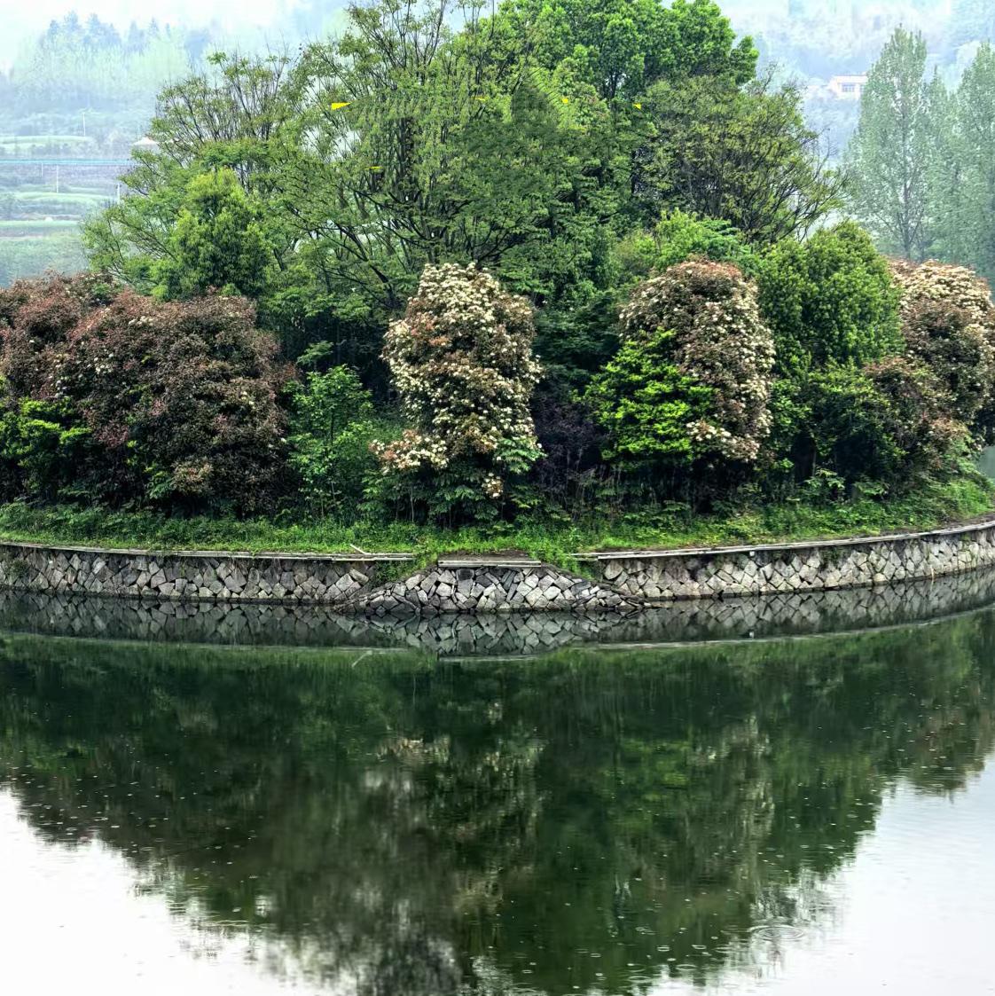 （原创）
恰似春意盎然在眼前……