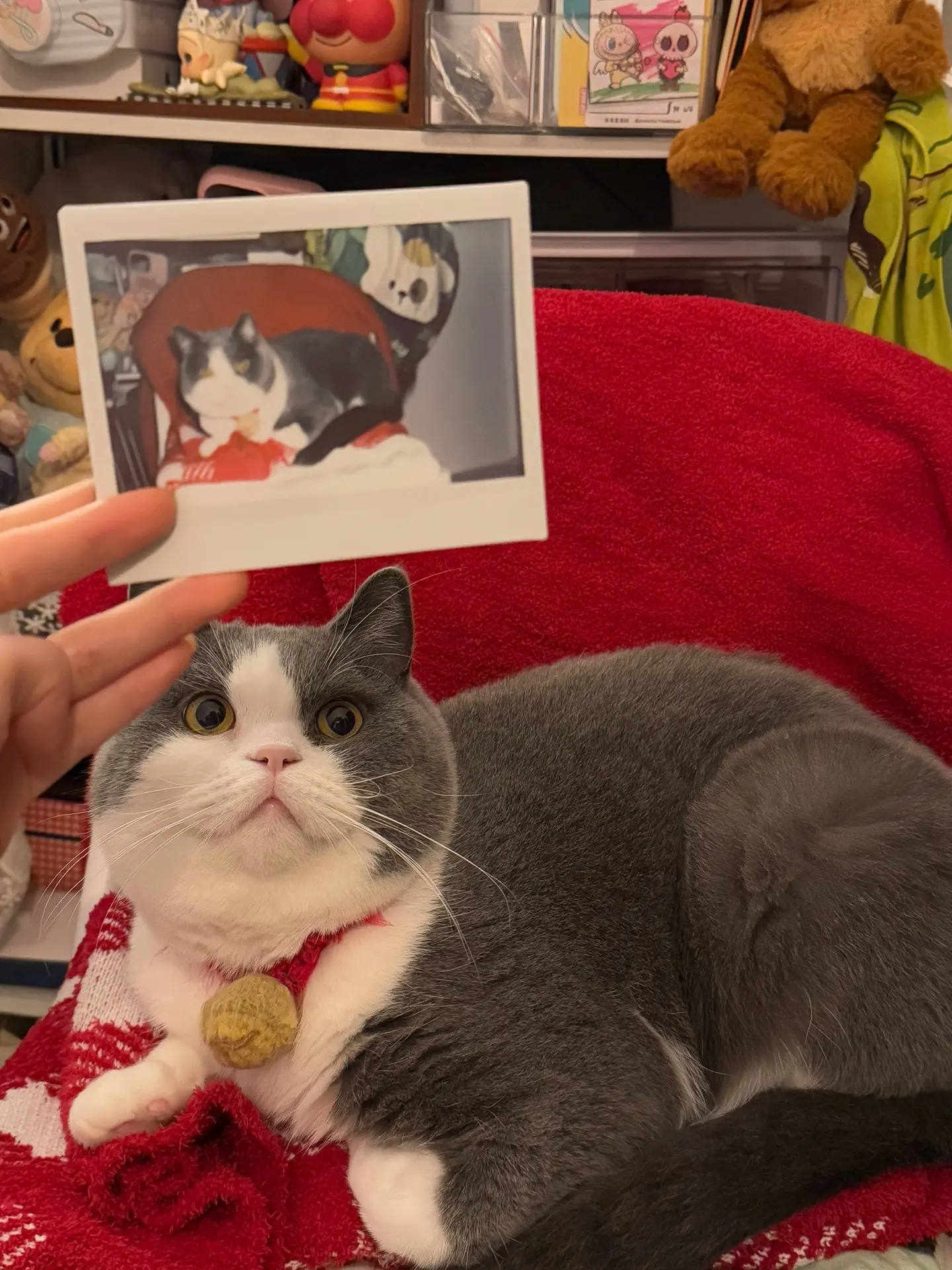 这小猫不得给我迷死啊