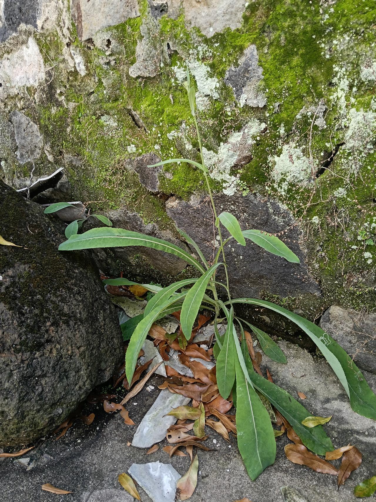 老祖走了，老祖真的走了，再也不会回来了，好伤心啊，老祖去世时79岁，难道女孩子真