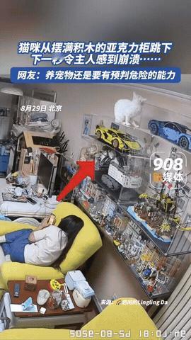 “看着都觉得疼！”北京，猫咪跳到摆满积木的亚克力柜上玩，结果亚克力柜失去平衡倒了