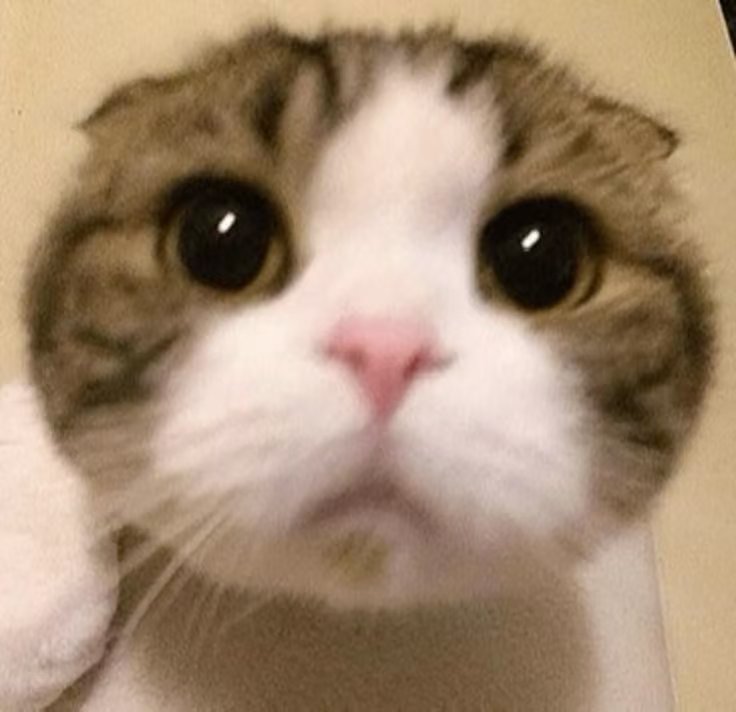 (´o̴̶̷̤ ⚇ o̴̶̷̤`）没错!本人就是世界萌主，金猪勋大人是也！ 