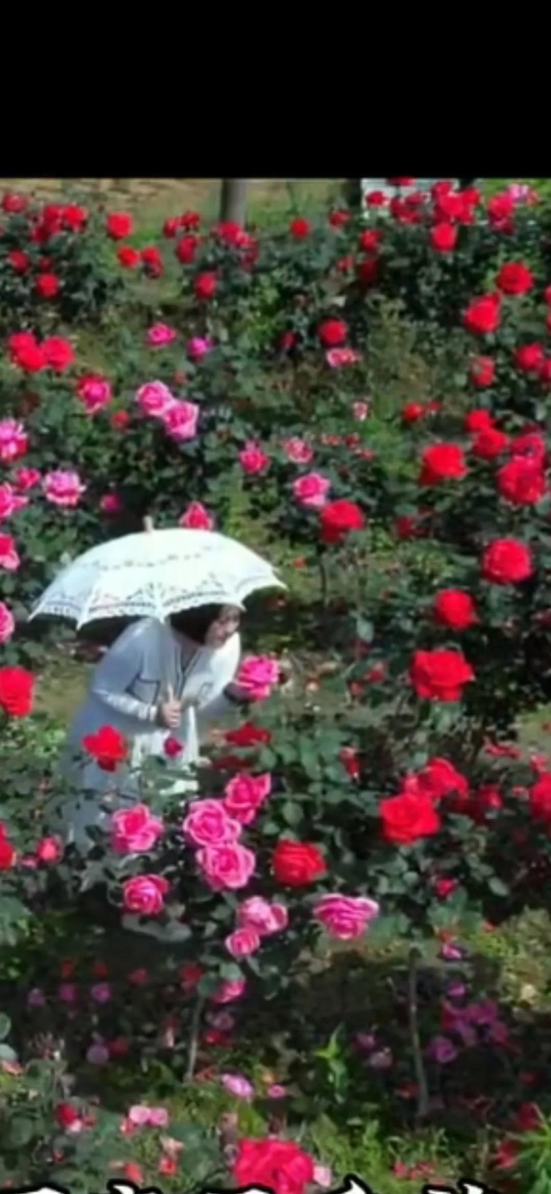 #秋日生活打卡季#秋日花海