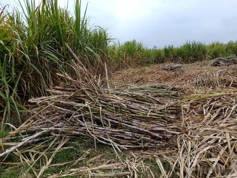 游客问村民要点甘蔗尝尝 大叔送一捆 外地游客到广西自驾游，一位游客向正在砍甘蔗的