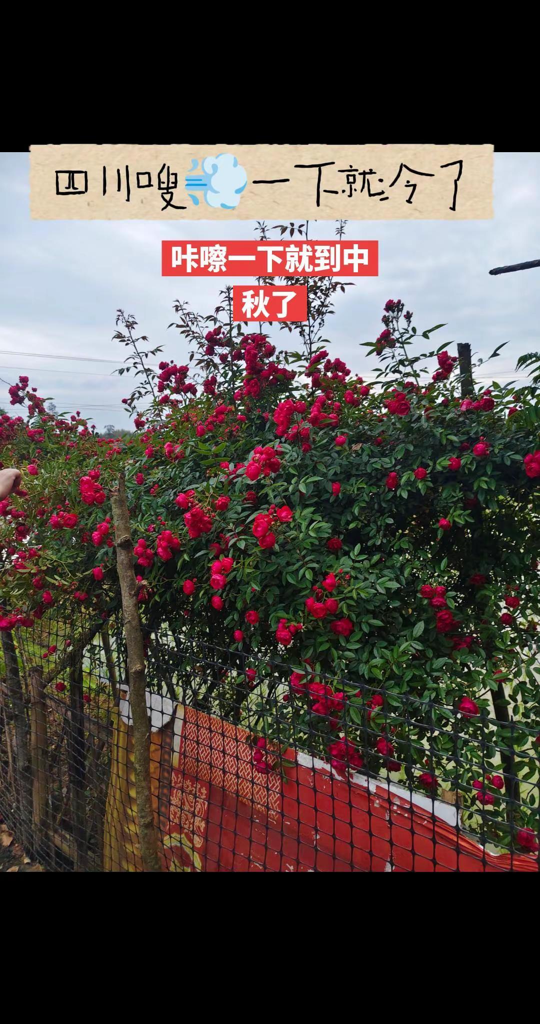 情绪音乐玩法新风向 玩法合伙人计划